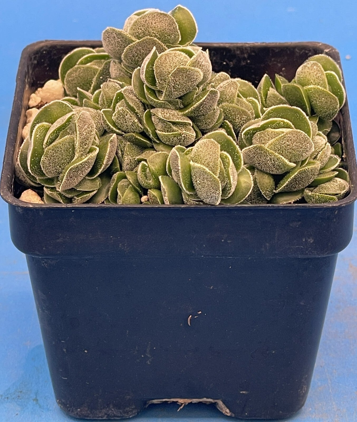 Crassula Pangolin RARE Crassula Hybrid - Ships in 3” pot