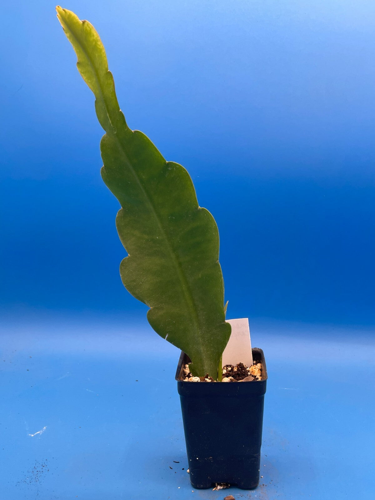 Epiphyllum Hybrid 'Magic Carpet' Fully-Rooted Starter Pot