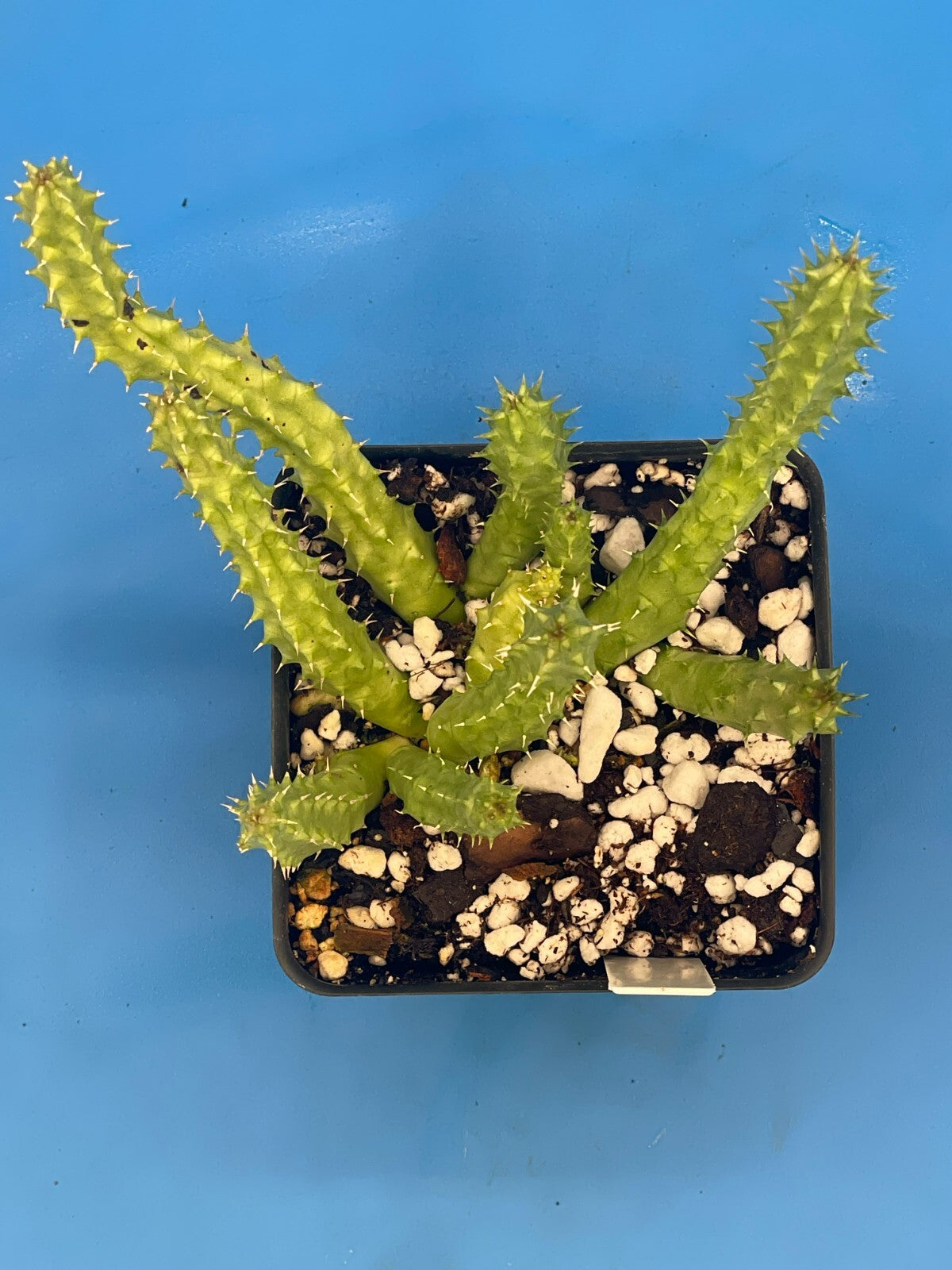 Huernia Schneideriana 'Red Dragon' WELL ROOTED 3.5" Plant
