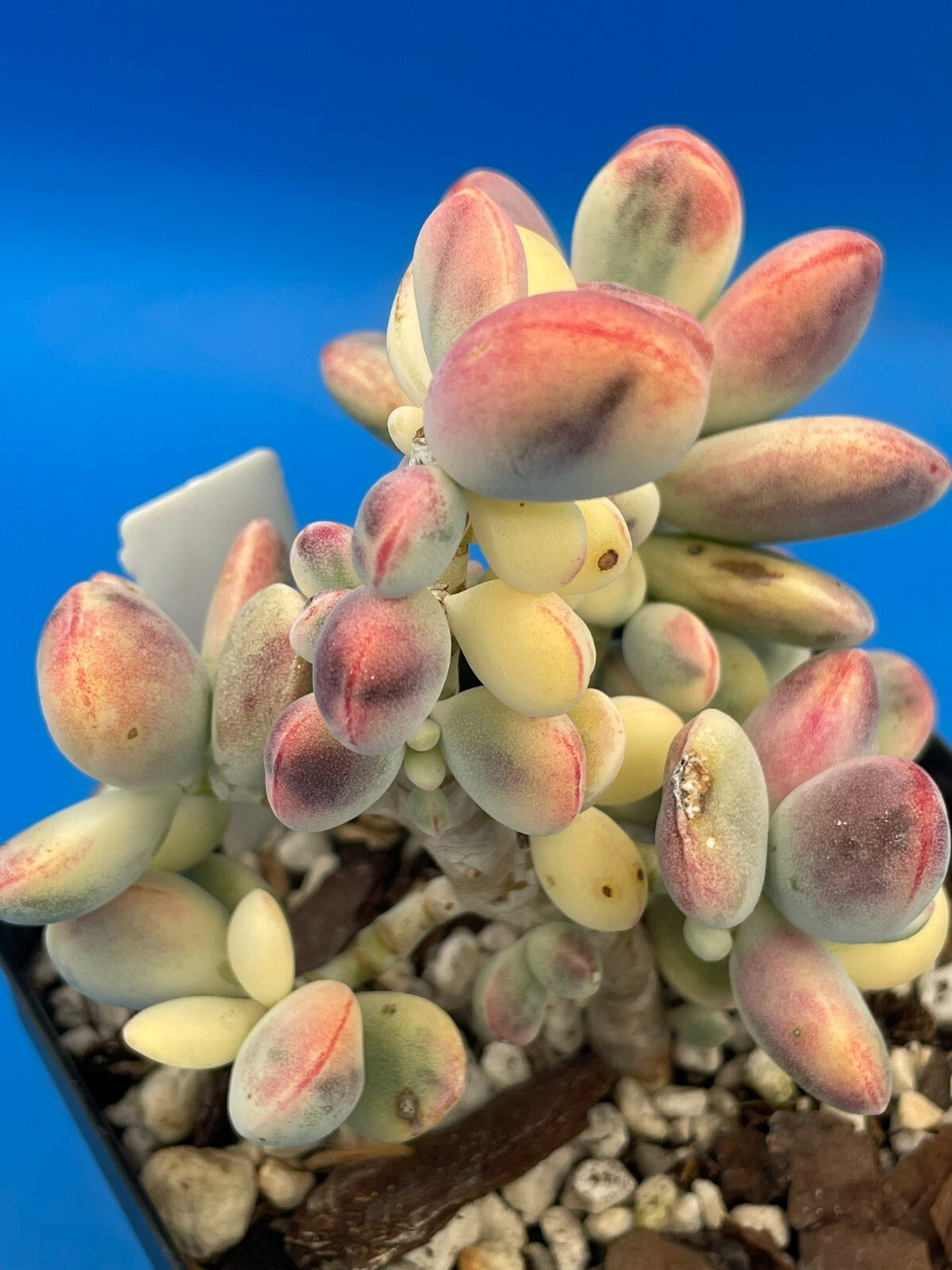 Cotyledon Orbiculata Var Oophylla f. Variegata! EXACT PLANT! Rare! 3.5" Pot (1)