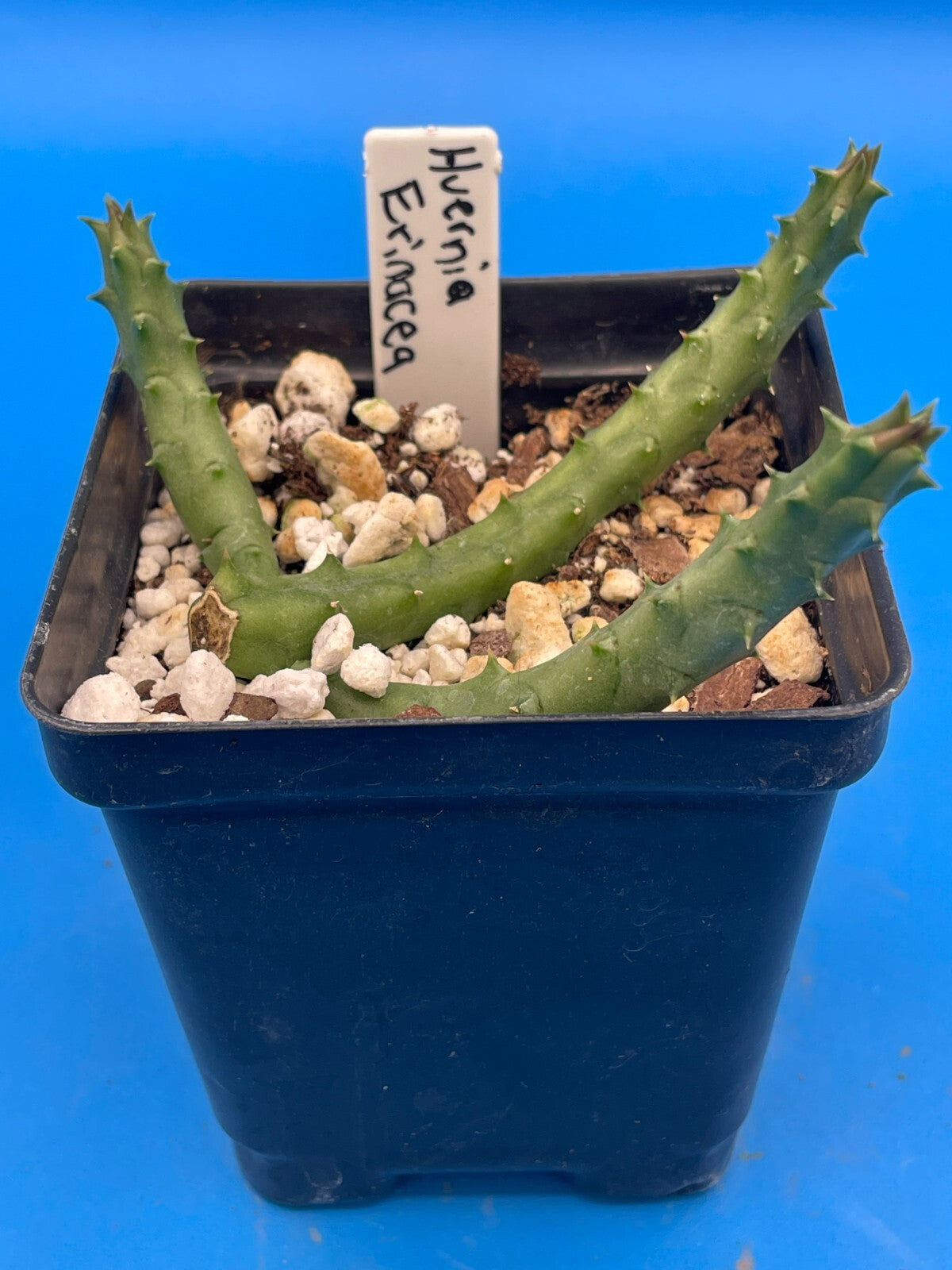 Huernia Erinacea ROOTED And Growing In 3.5" Pot