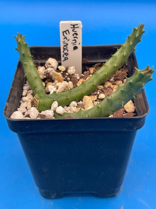 Huernia Erinacea ROOTED And Growing In 3.5" Pot