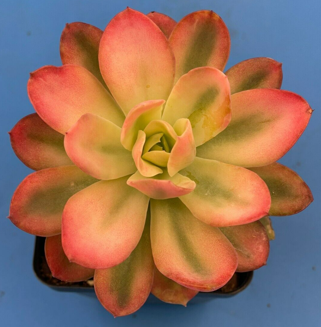 Echeveria Pink Vera Variegated- Hens And Chicks - Makes Pups! 3.5” pot