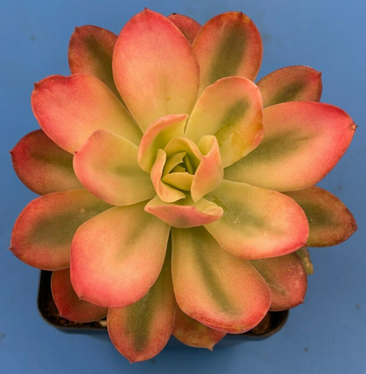 Echeveria Pink Vera Variegated- Hens And Chicks - Makes Pups! 3.5” pot