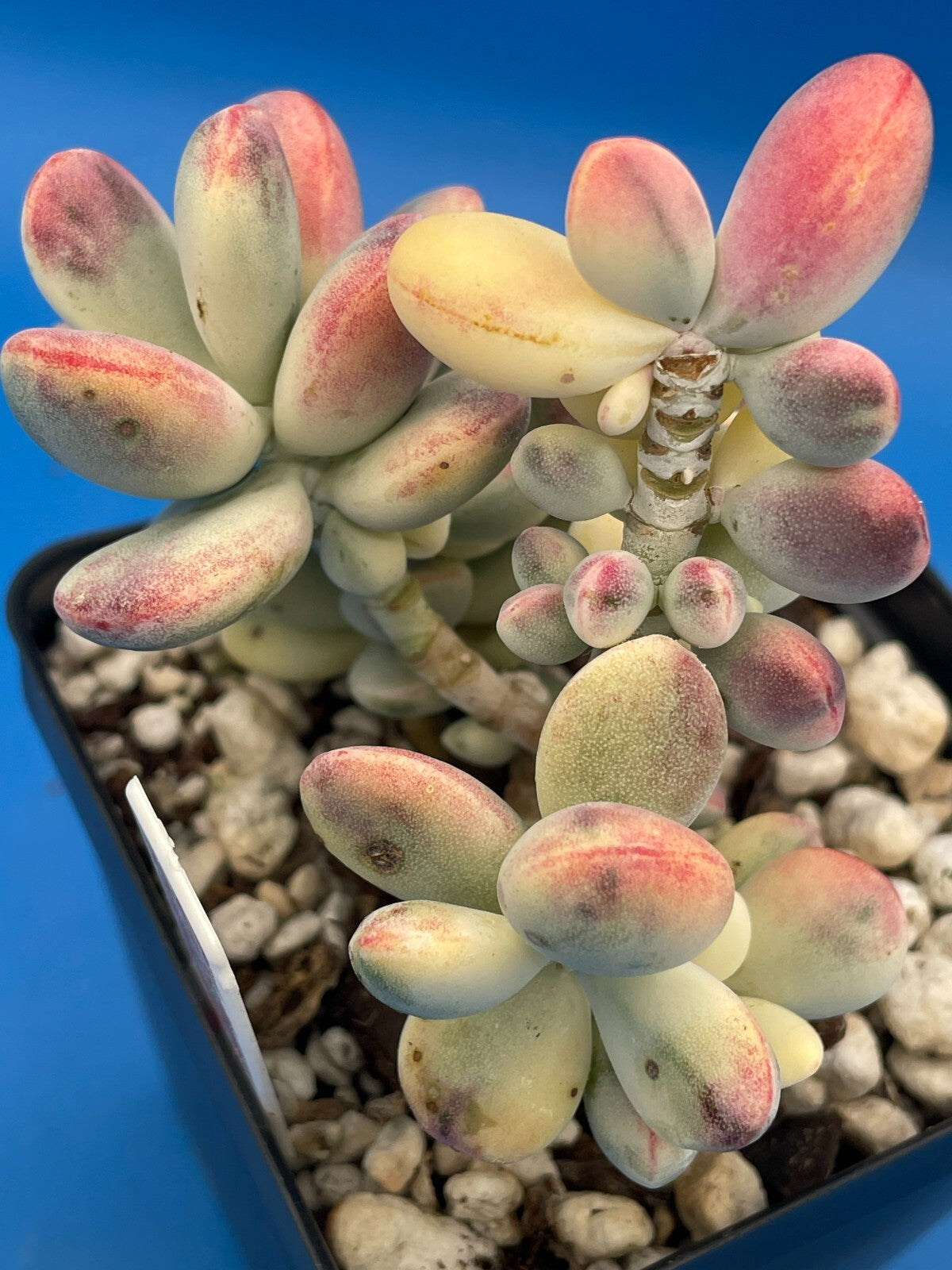Cotyledon Orbiculata Var Oophylla f. Variegata! EXACT PLANT! Rare! 3.5" Pot (1)