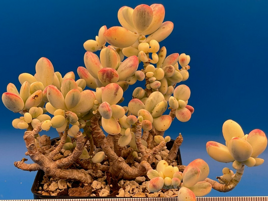 Cotyledon Orbiculata Var Oophylla f. Variegata! EXACT PLANT! Rare! 4.5" Pot (1)