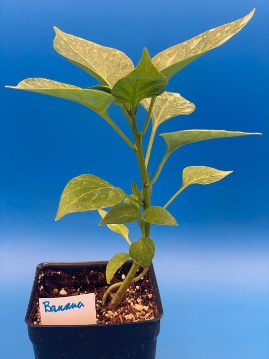 Big Jim Hatch Pepper Live 3" Starter Plant - Capsicum Annuum