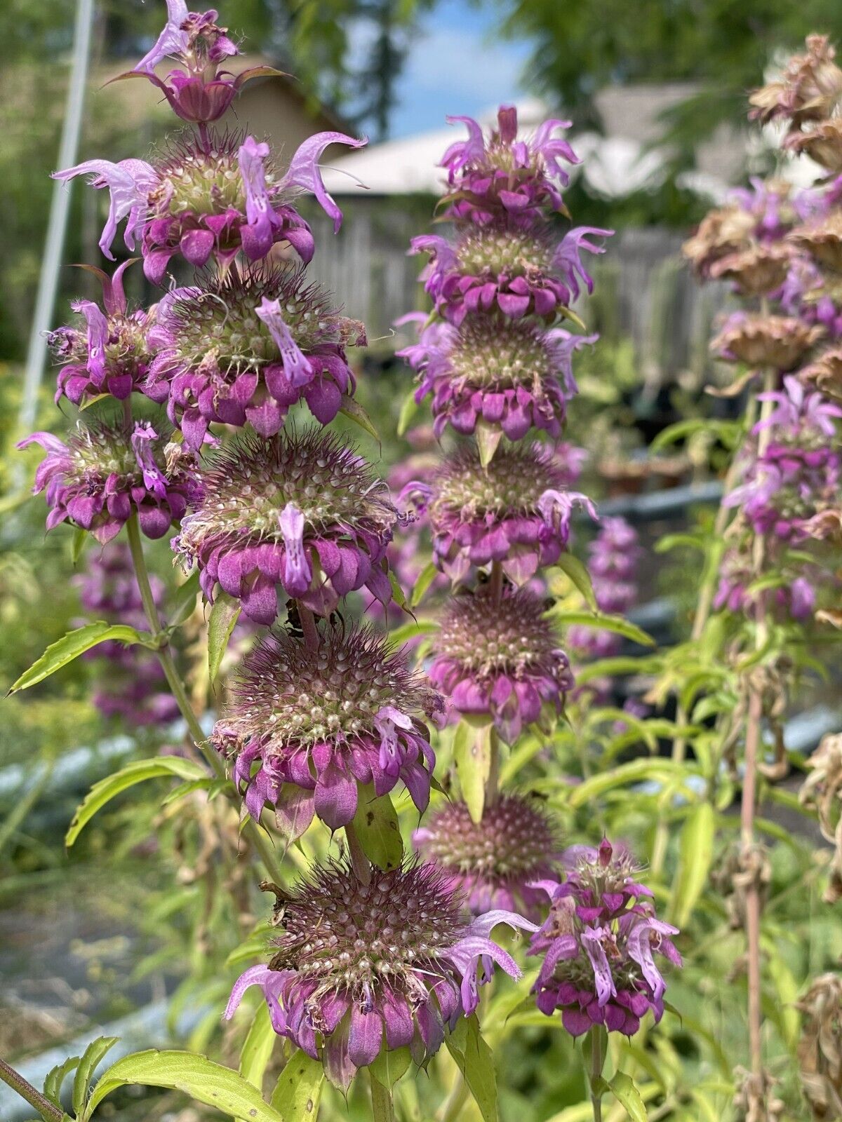 Lemon Beebalm/ Bergamot Starter 3" Plant - Monarda Citriodora