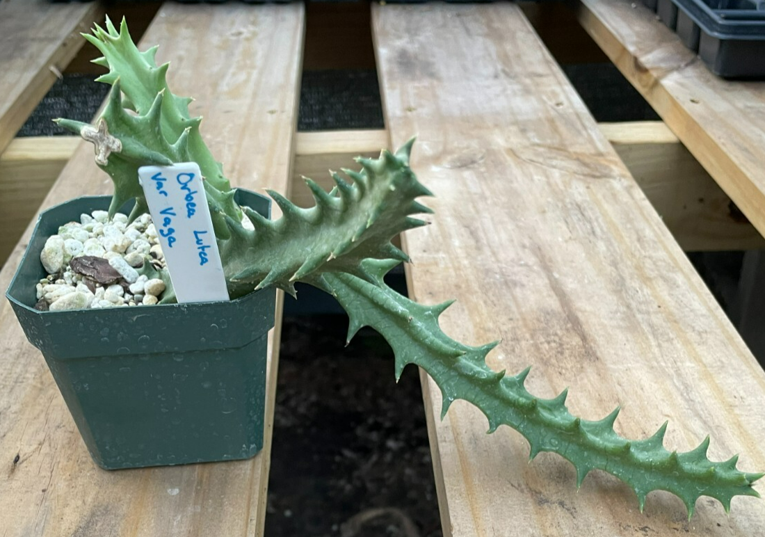 Orbea Lutea Var. Vaga EXTRA LARGE SIZE! In 3.5" Pot WELL ROOTED! (1)