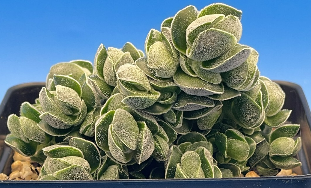 Crassula Pangolin RARE Crassula Hybrid - Ships in 3.5” pot (Y1)