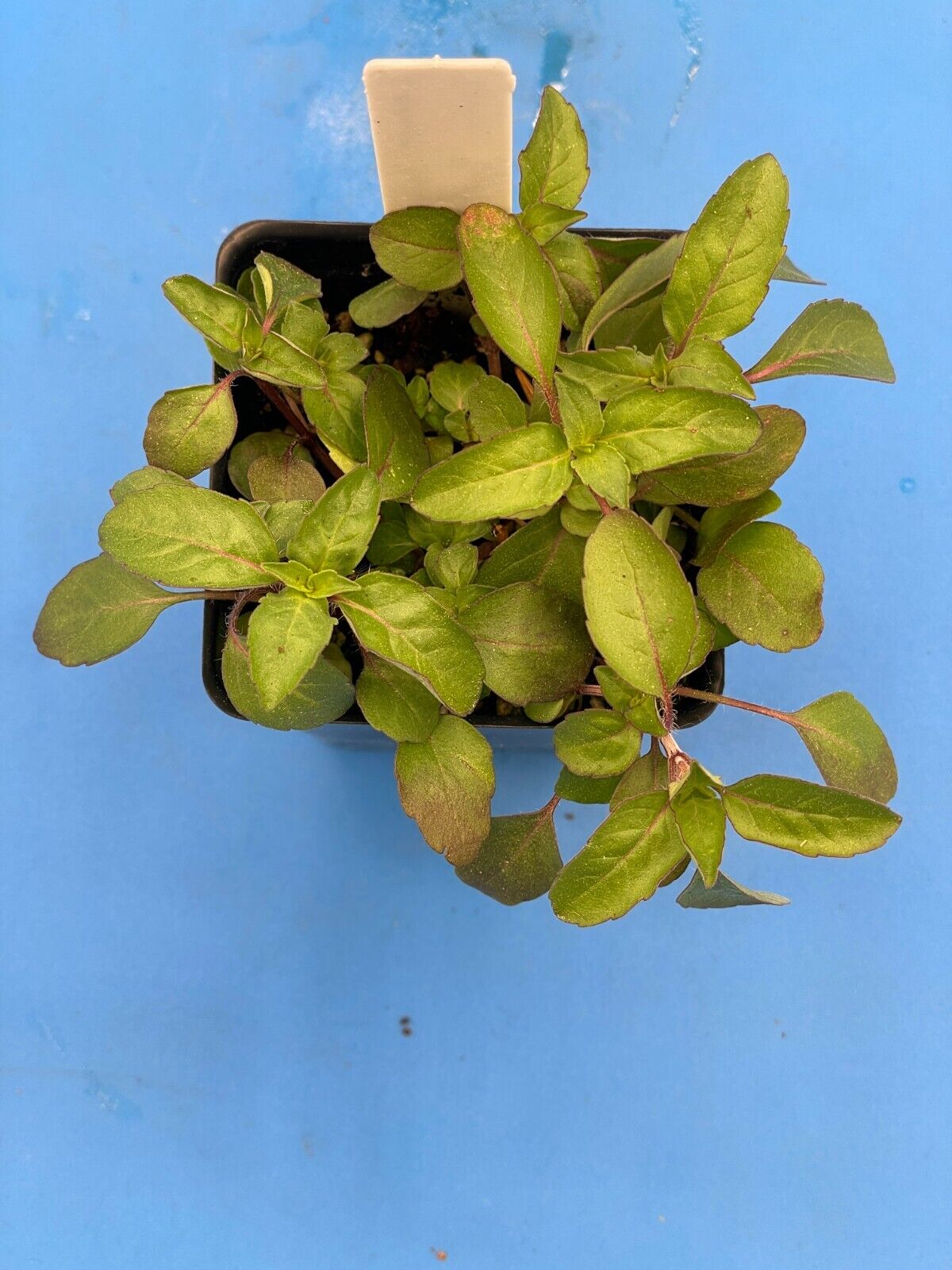 Lemon Beebalm/ Bergamot Starter 3" Plant - Monarda Citriodora