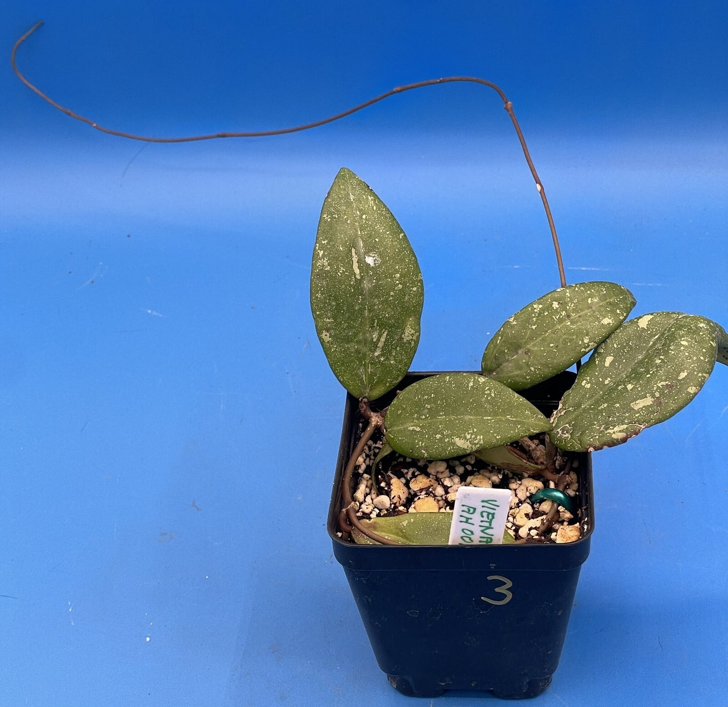 Hoya 'Vietnam AH001'  RARE! Exact Plant! Rooted  Grown In 3.5" Pot (3)