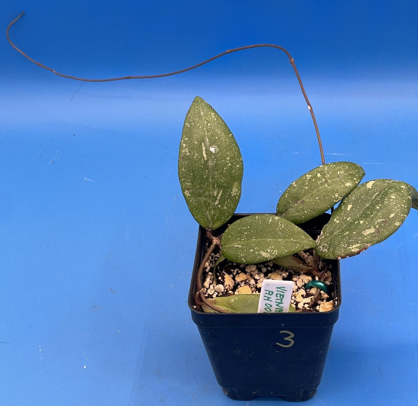 Hoya 'Vietnam AH001'  RARE! Exact Plant! Rooted  Grown In 3.5" Pot (3)