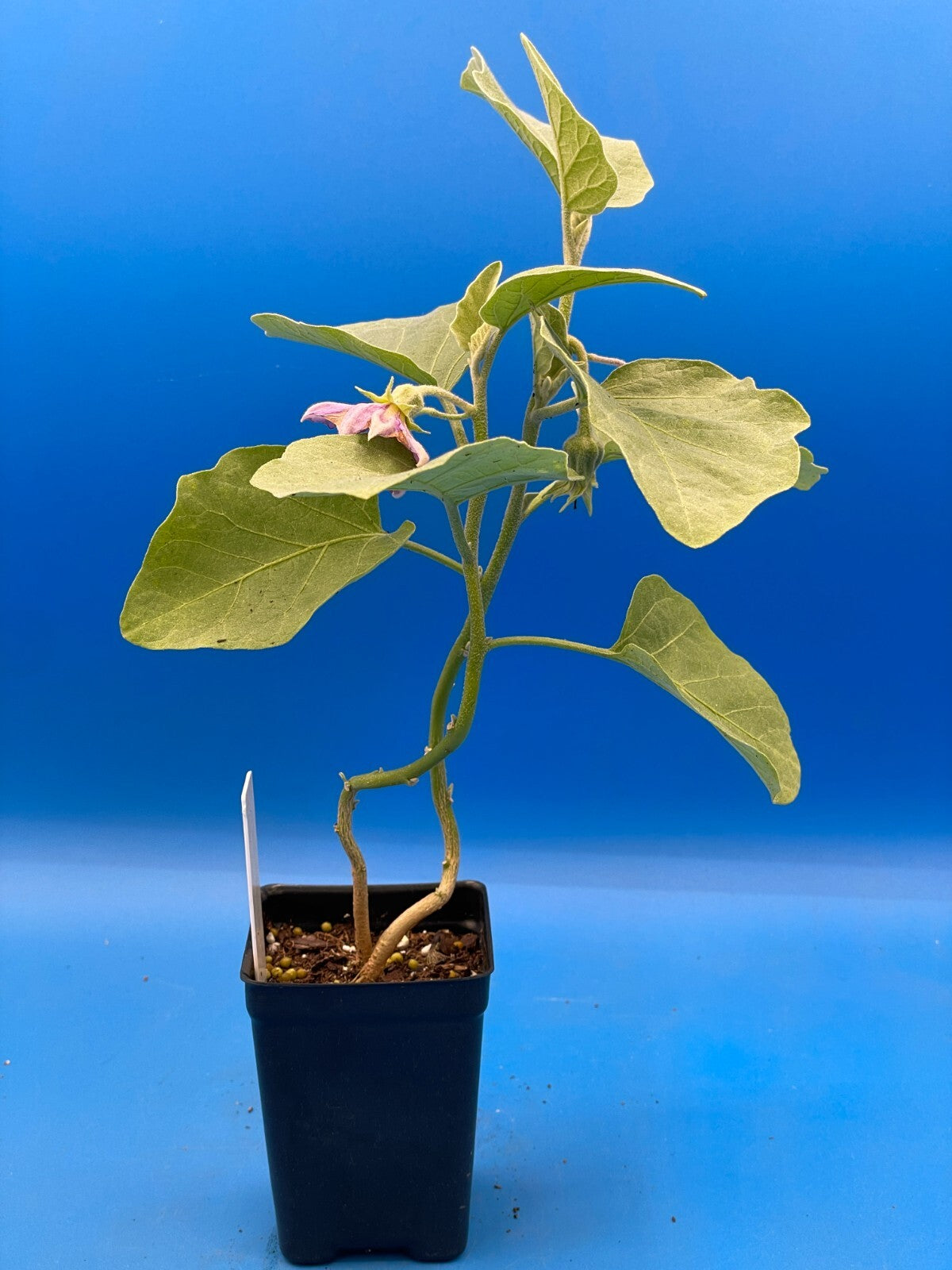 Eggplant, Japanese White Live Plant 3" Starter Pot Solanum Melongena