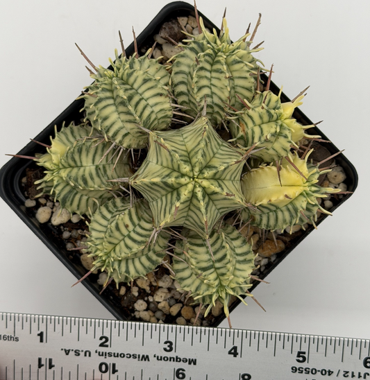 Euphorbia Meloformis Variegated Super Healthy In 4.5 Inch Pot- Multi-Head Plant!