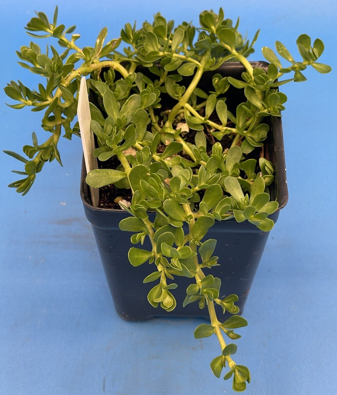Brahmi 3" Starter Plant - Bacopa Monnieri