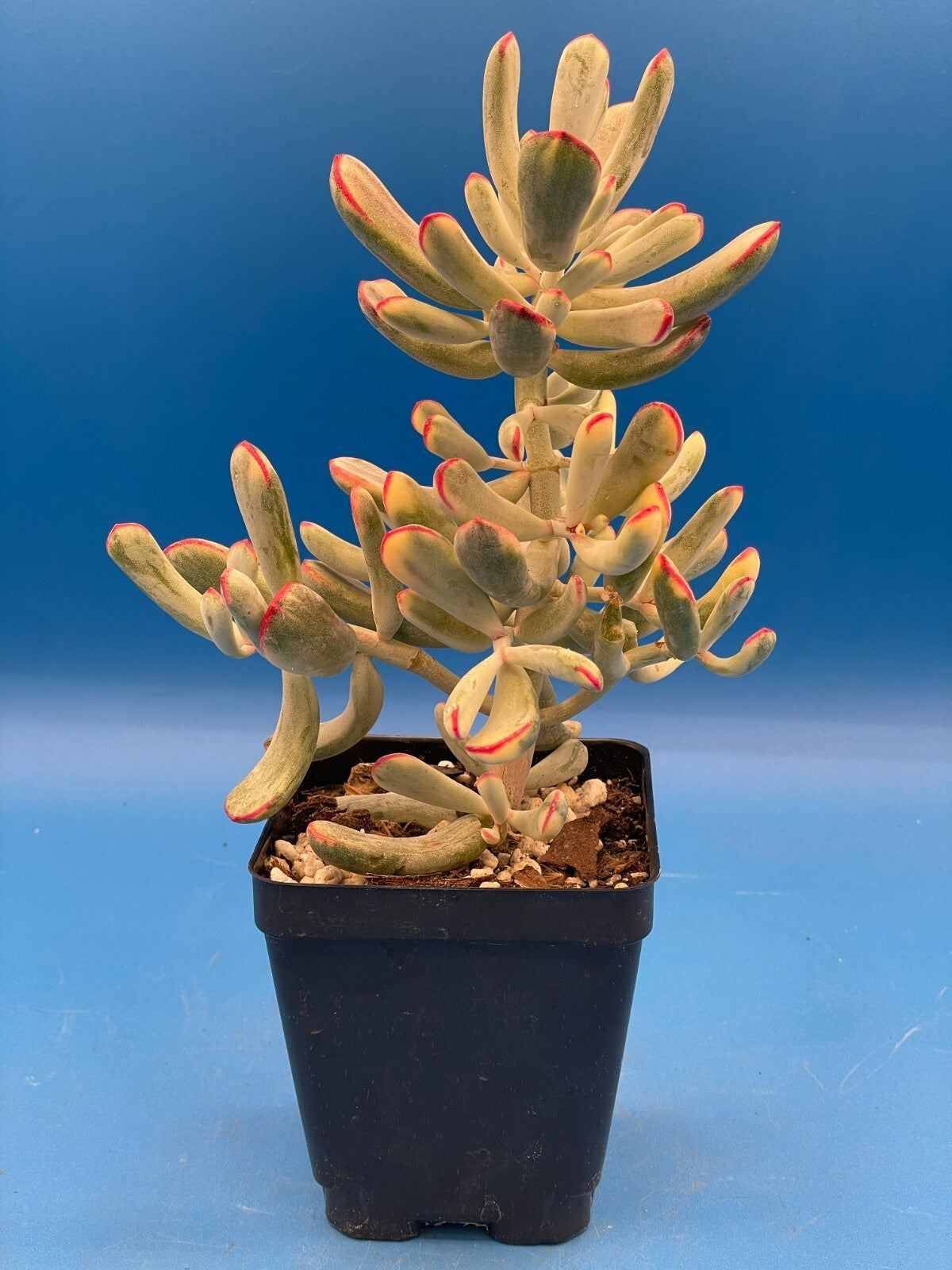 Cotyledon Orbiculata Flanaganii f. variegata! EXACT PLANT! Rare! 3.5" Pot (1)