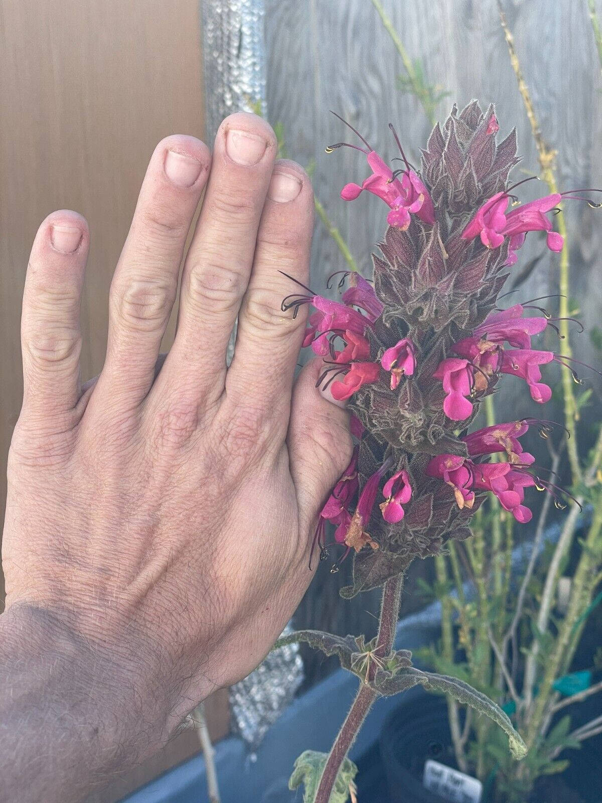 Pitcher Sage Starter Plant - Salvia spathacea -Amazing Pollinator Plant!