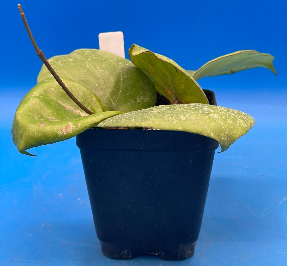 Hoya Balaensis Fully Rooted Rare Hoyas - XL Super Healthy! Grown In 3.5" pot (2)