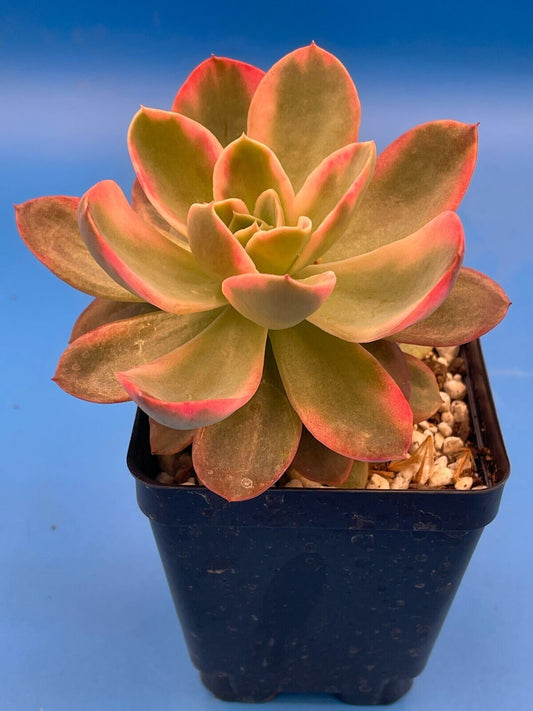 Echeveria Pink Vera Variegated- Hens And Chicks - Makes Pups! 3.5” pot