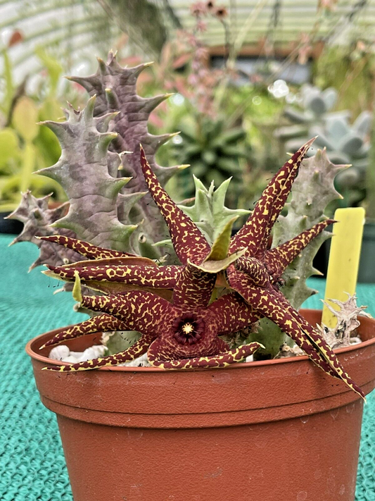 Orbea Lutea Var. Vaga EXTRA LARGE SIZE! In 3.5" Pot WELL ROOTED! (1)