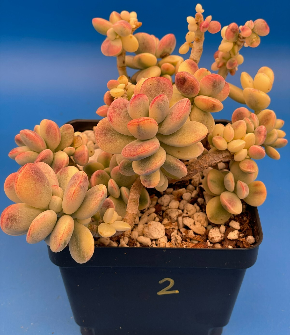 Cotyledon Orbiculata Var Oophylla f. Variegata! EXACT PLANT! Rare! 4.5" Pot (2)