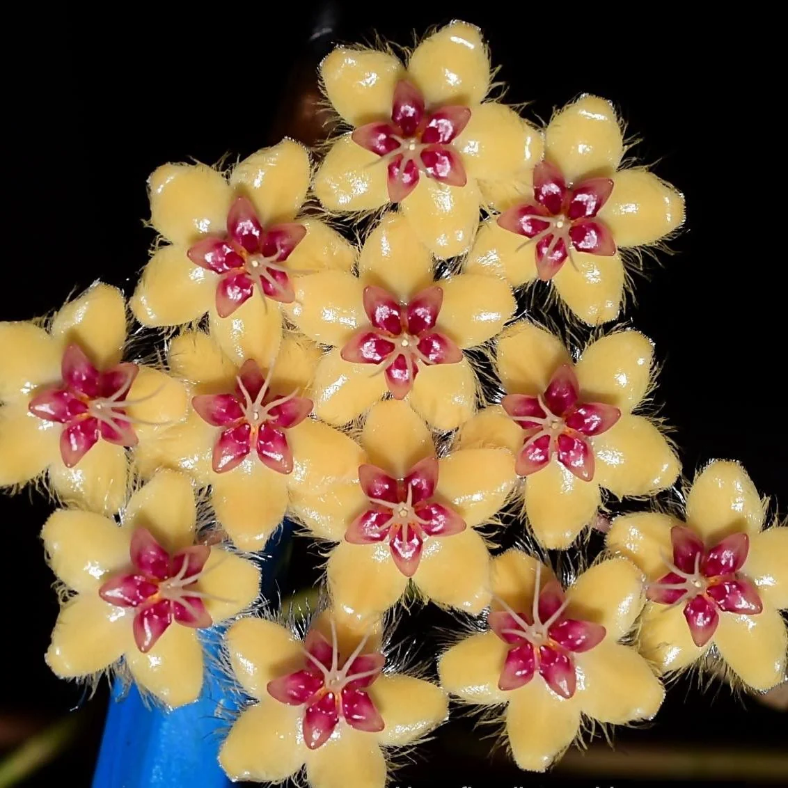 Hoya flagellata 'Gold' Rooted In 3.5" pot - Multiple Nodes and Leaves!