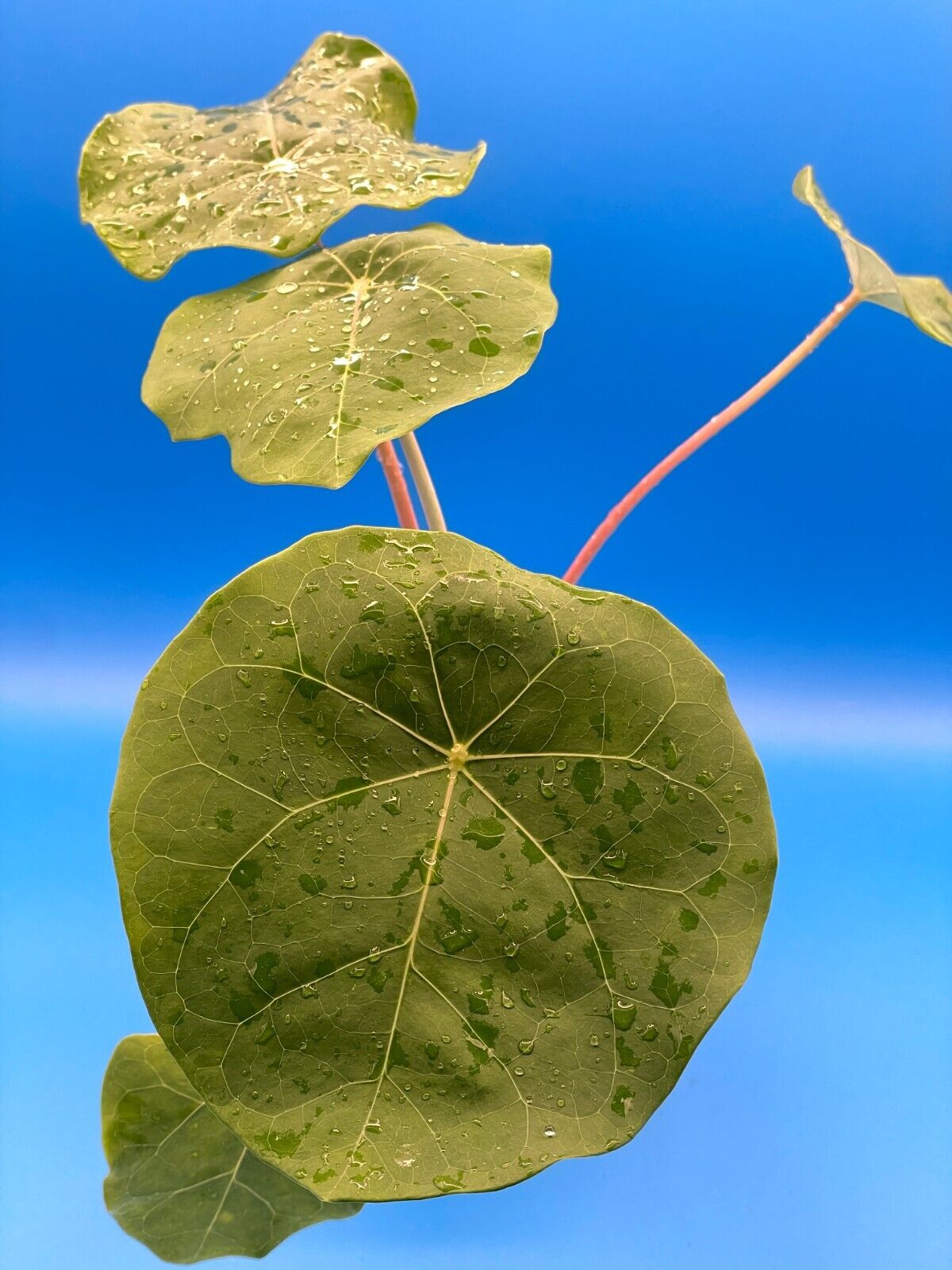 Buddha Belly Jatropha Starter Plant - Jatropha Podagrica Grows Caudex !