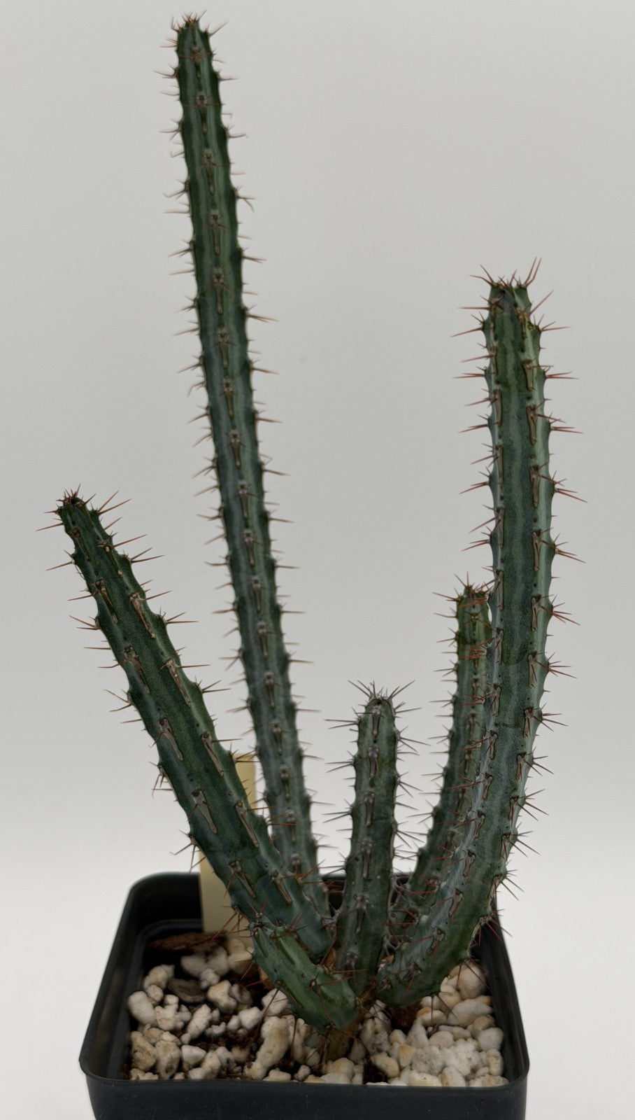 Euphorbia Louwii - 3.5 Inch Pot - Rare - Super Healthy! USA Grown!