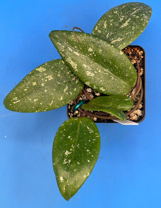 Hoya 'Vietnam AH001'  RARE! Exact Plant! Rooted  Grown In 3.5" Pot (5)