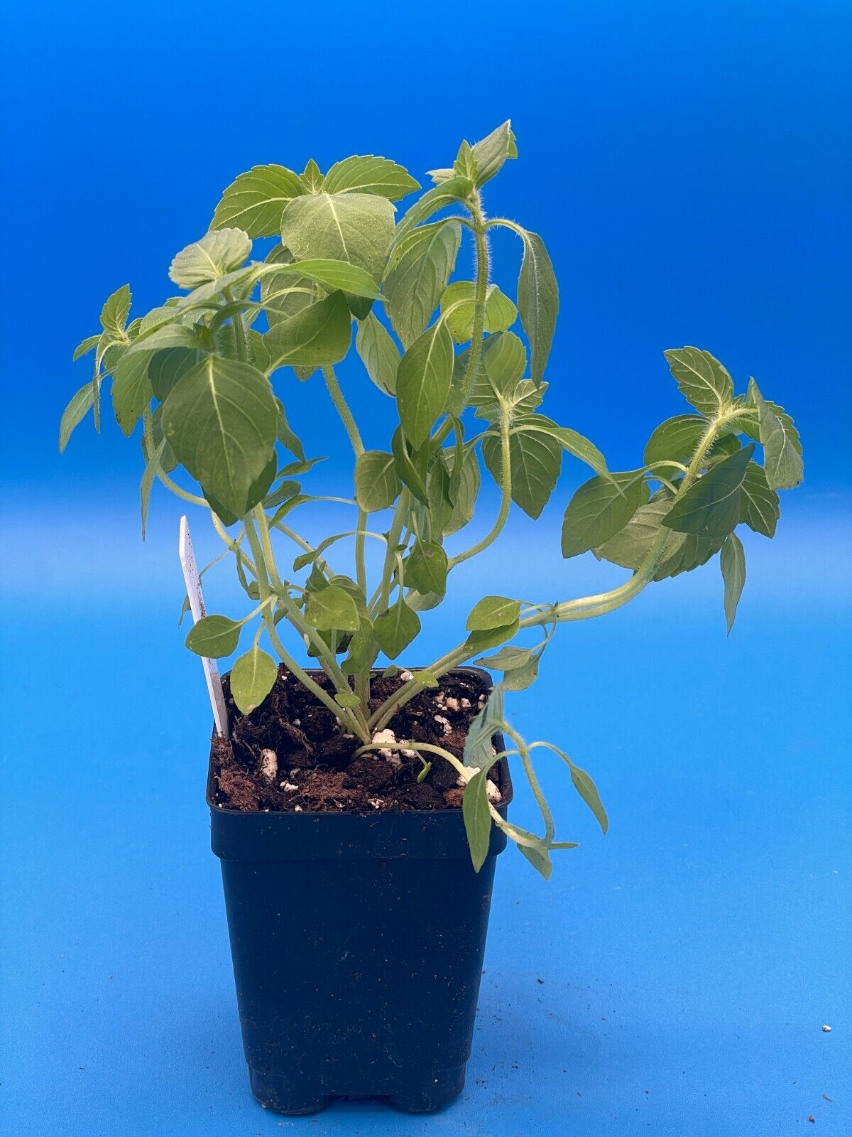 Temperate Tulsi Starter Plant - Kapoor Tulsi - Ocimum Sp - Awesome Fruity Aroma!