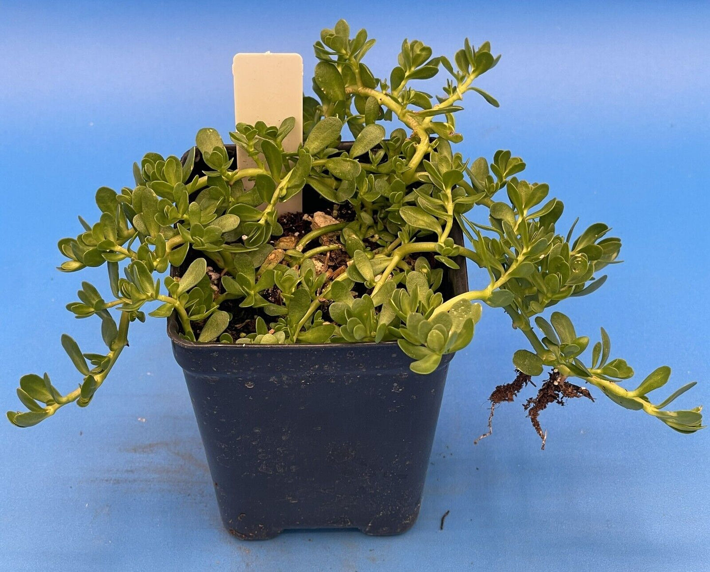 Brahmi 3" Starter Plant - Bacopa Monnieri