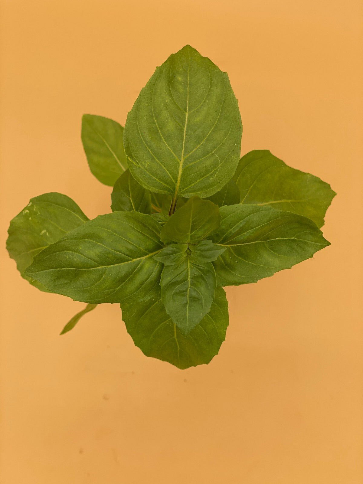 Basil, Sweet 'Prospera' -Live Plant 3" Starter Pot - Ocimum basilicum ‘Prospera'