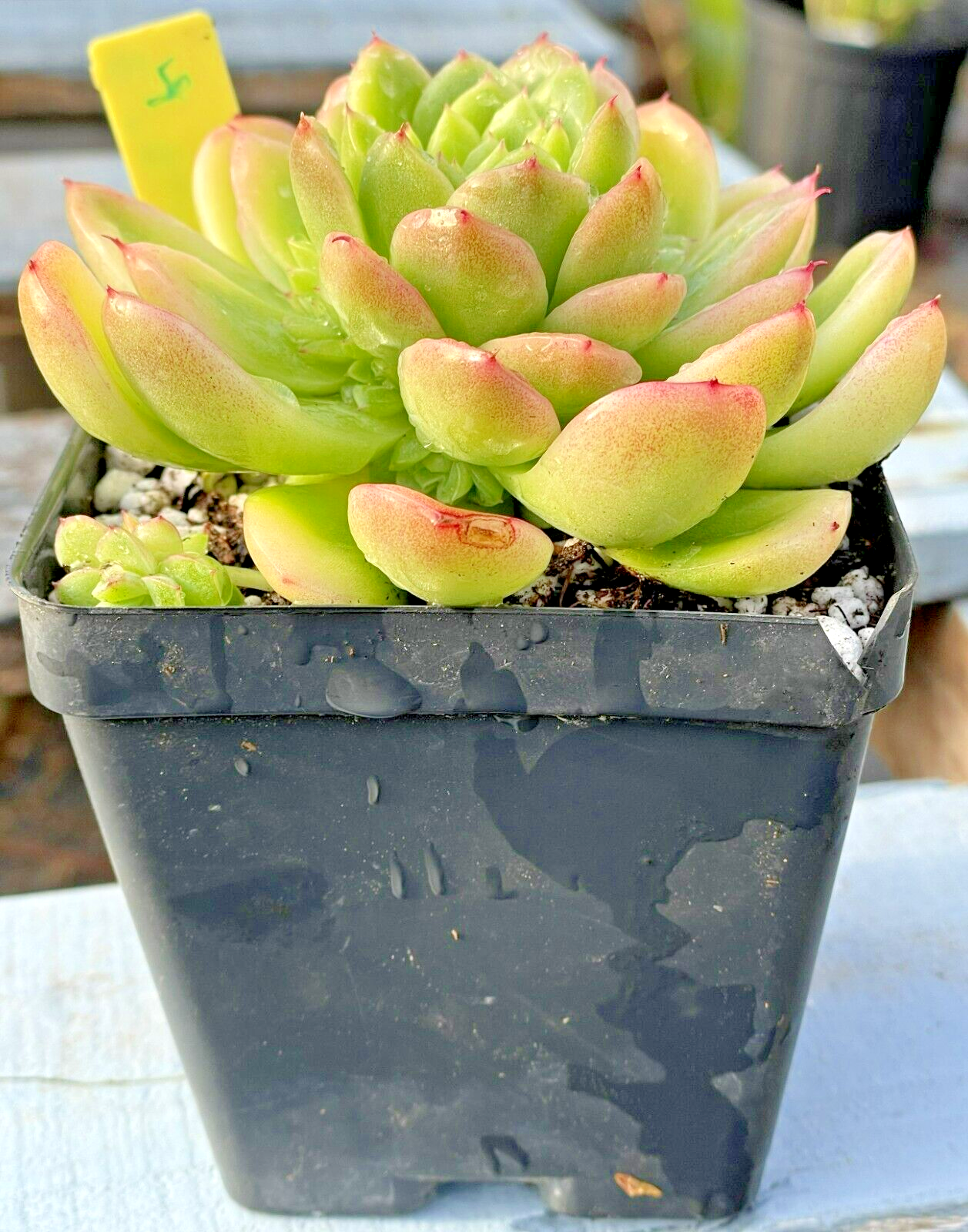 Echeveria Lucidum 'Roman' - Hens And Chicks - Makes Pups! Grown in 3.5” pot