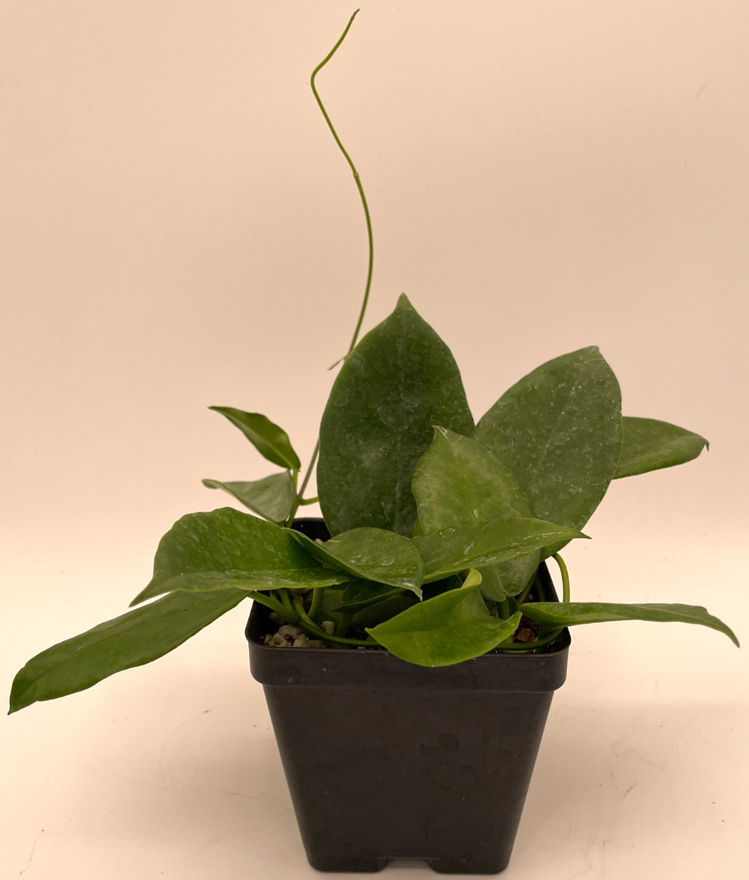 Hoya macgillivrayi - Rare - Mature Plant In 3.5" Pot - SO HEALTHY! Bloom Size!