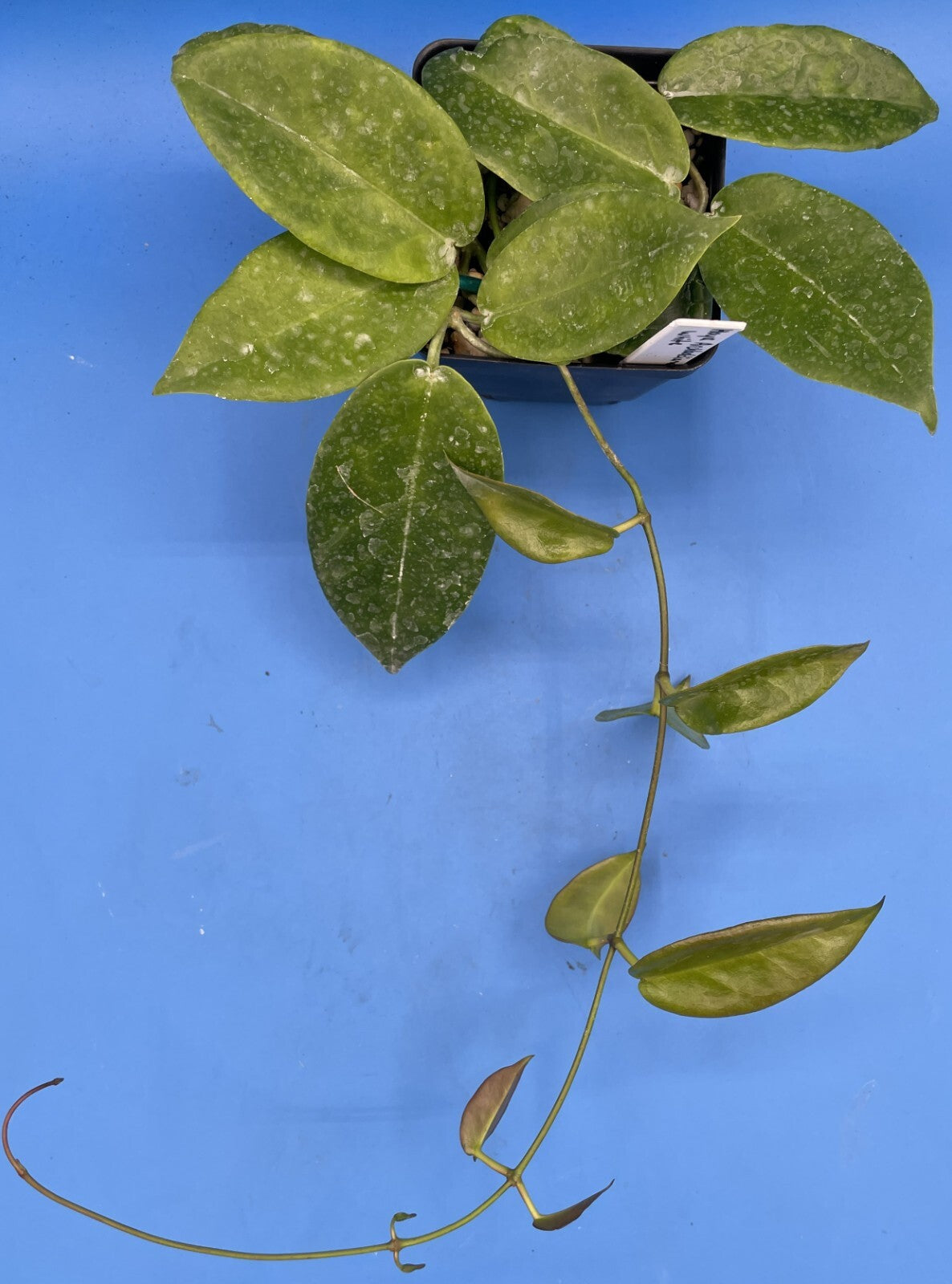 Hoya Archboldiana White Fully Rooted Grown In 3.5" pot - SO HEALTHY!