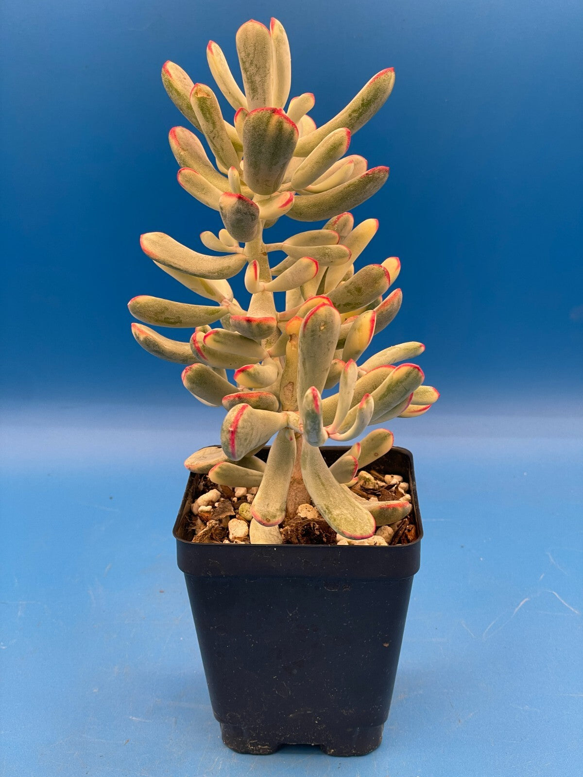 Cotyledon Orbiculata Flanaganii f. variegata! EXACT PLANT! Rare! 3.5" Pot (1)