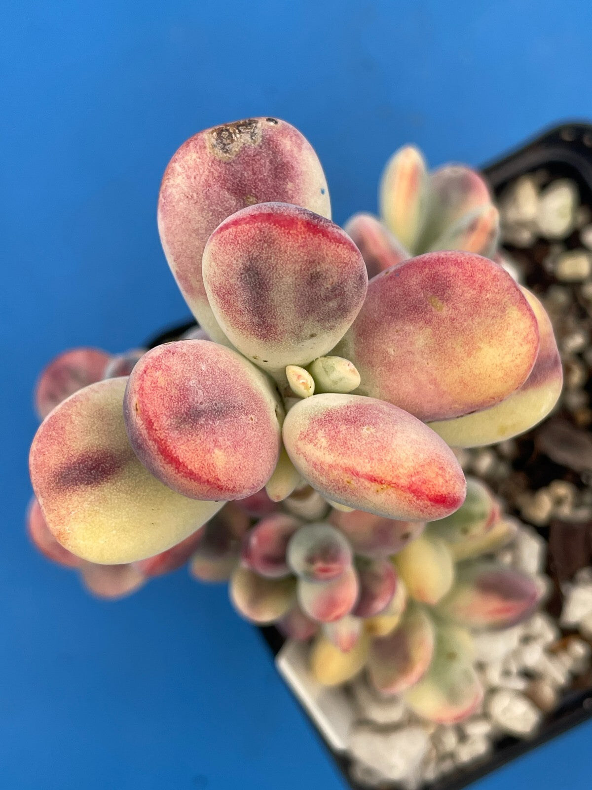 Cotyledon Orbiculata Var Oophylla f. Variegata! EXACT PLANT! Rare! 3.5" Pot (2)