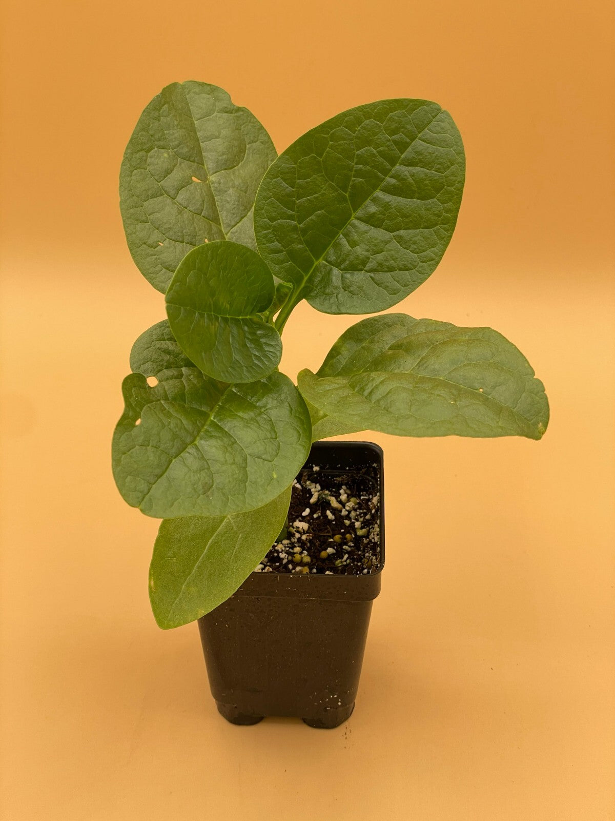 Malabar Spinach Green Live Plant 3" Starter Plant - Basella rubra Alba