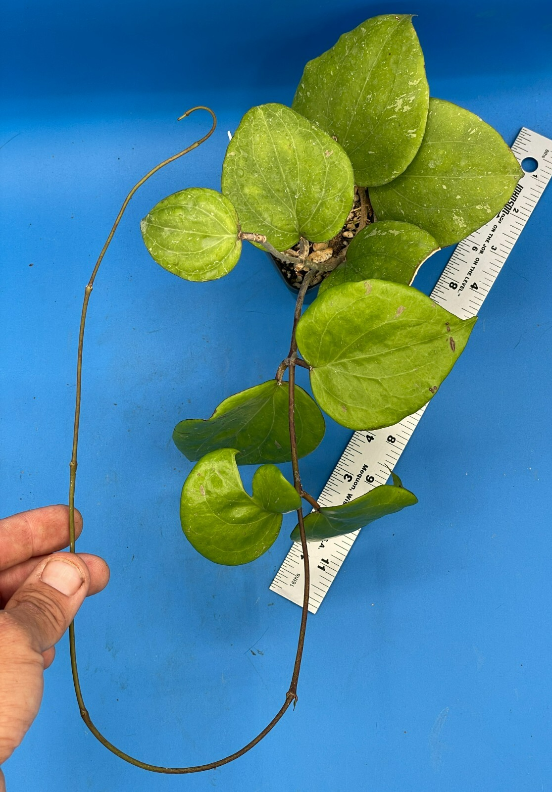 Hoya Balaensis Fully Rooted - Rare Hoyas XL Super Healthy! Grown In 3.5" pot (1)