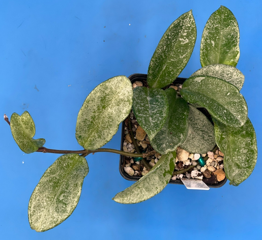 Hoya Carnosa ' Nova Ghost ' - 3.5 Inch Pot Super Healthy and Fully Rooted! (1)