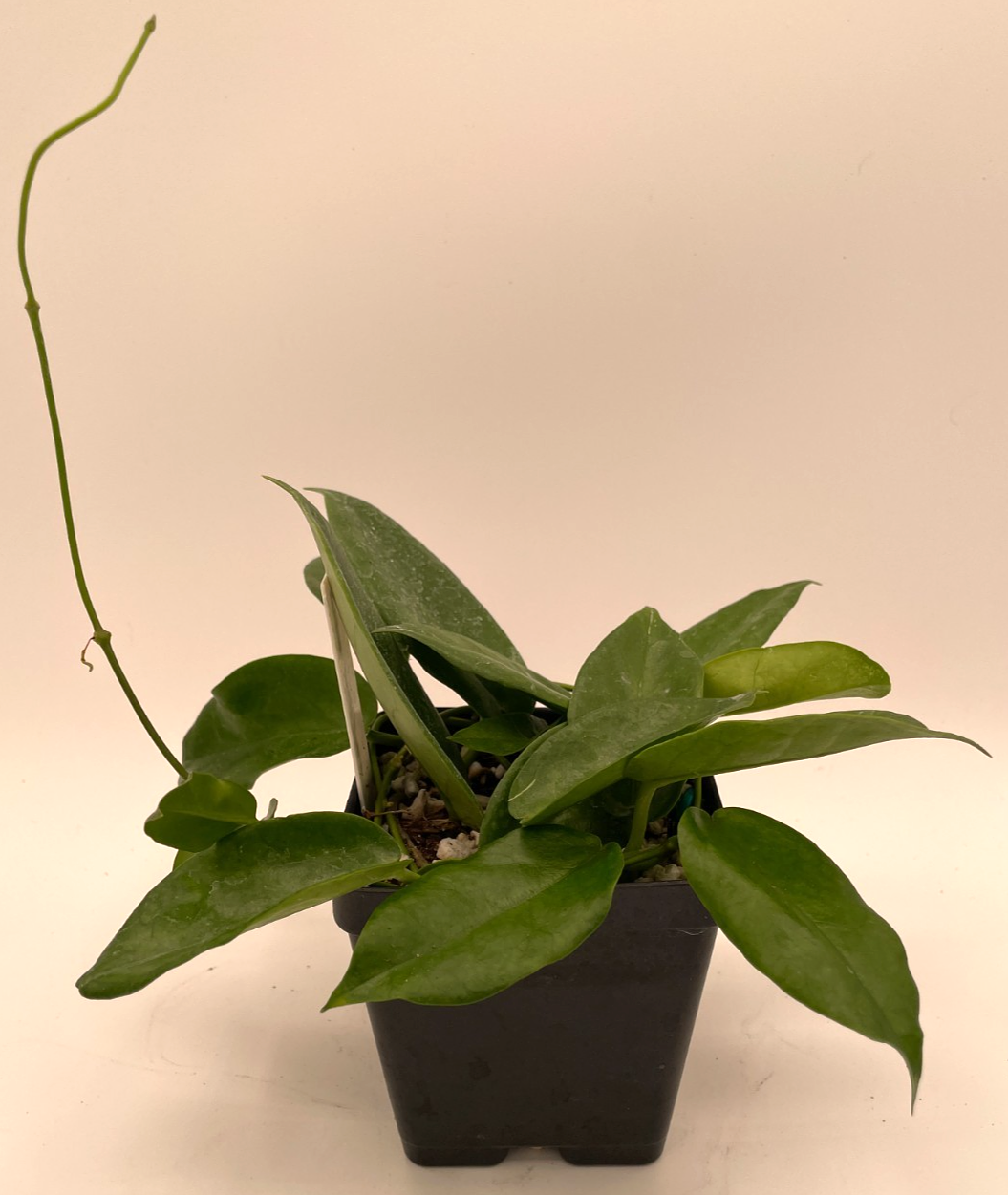 Hoya macgillivrayi - Rare - Mature Plant In 3.5" Pot - SO HEALTHY! Bloom Size!