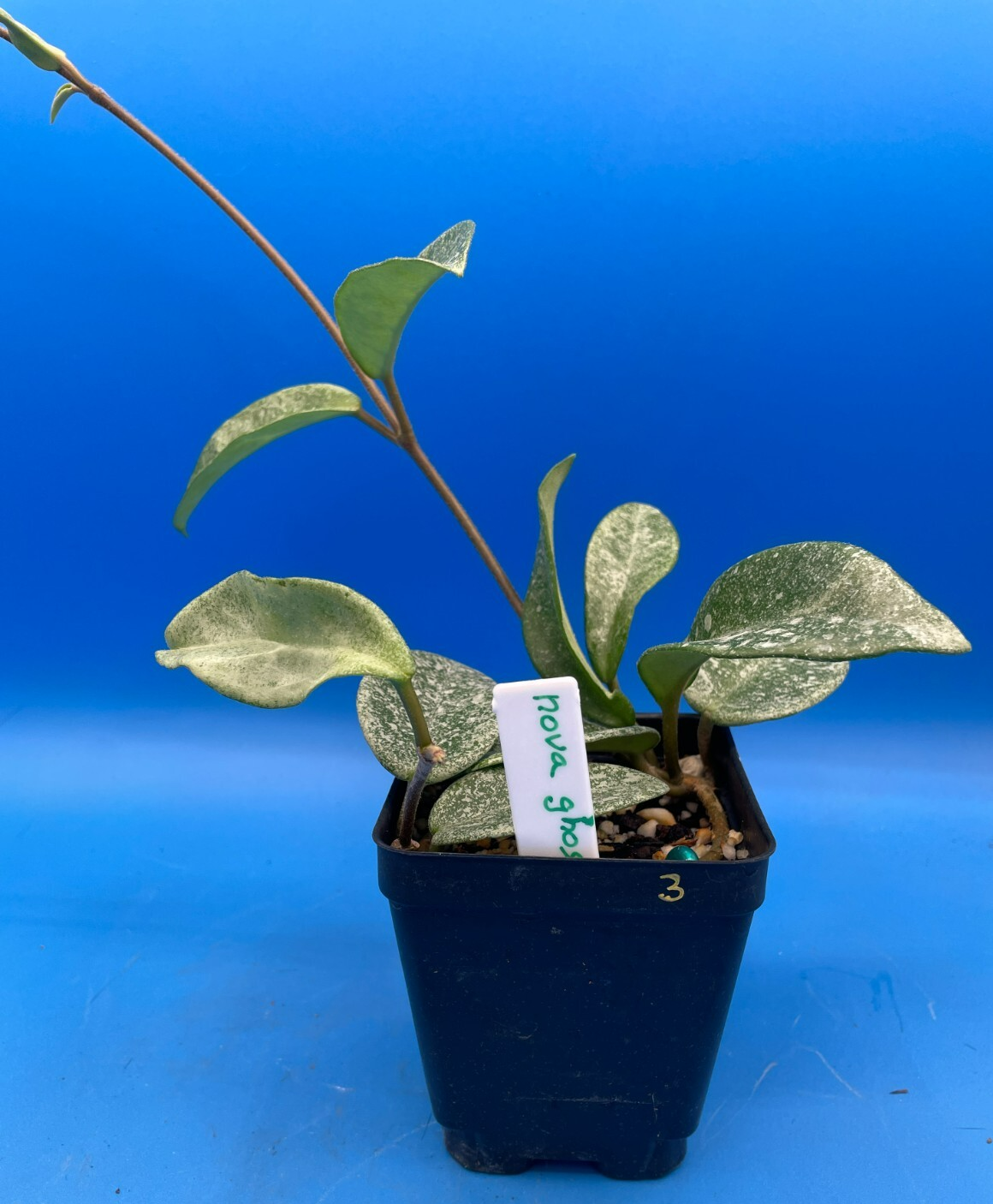Hoya Carnosa ' Nova Ghost ' - 3.5 Inch Pot Super Healthy and Fully Rooted! (3)