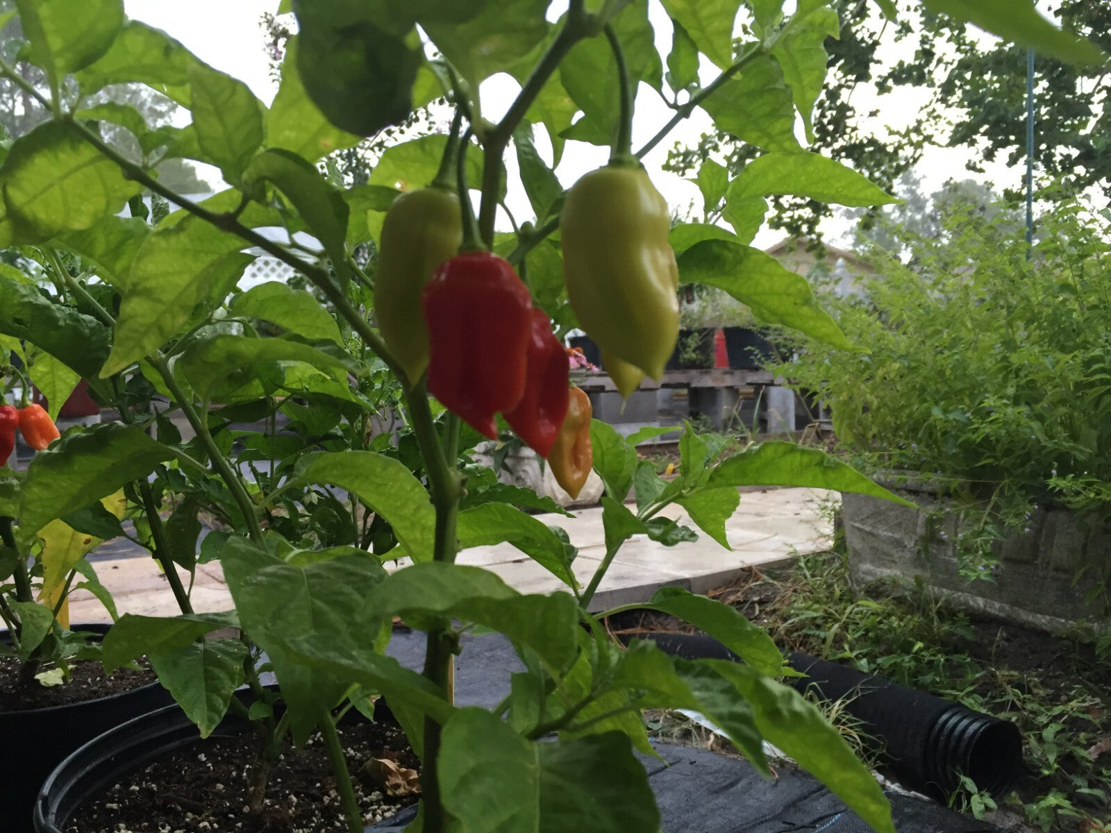 Sweet Datil Pepper Live 3" Starter Plant - Capsicum Chinense - Mild & Fruity!!!