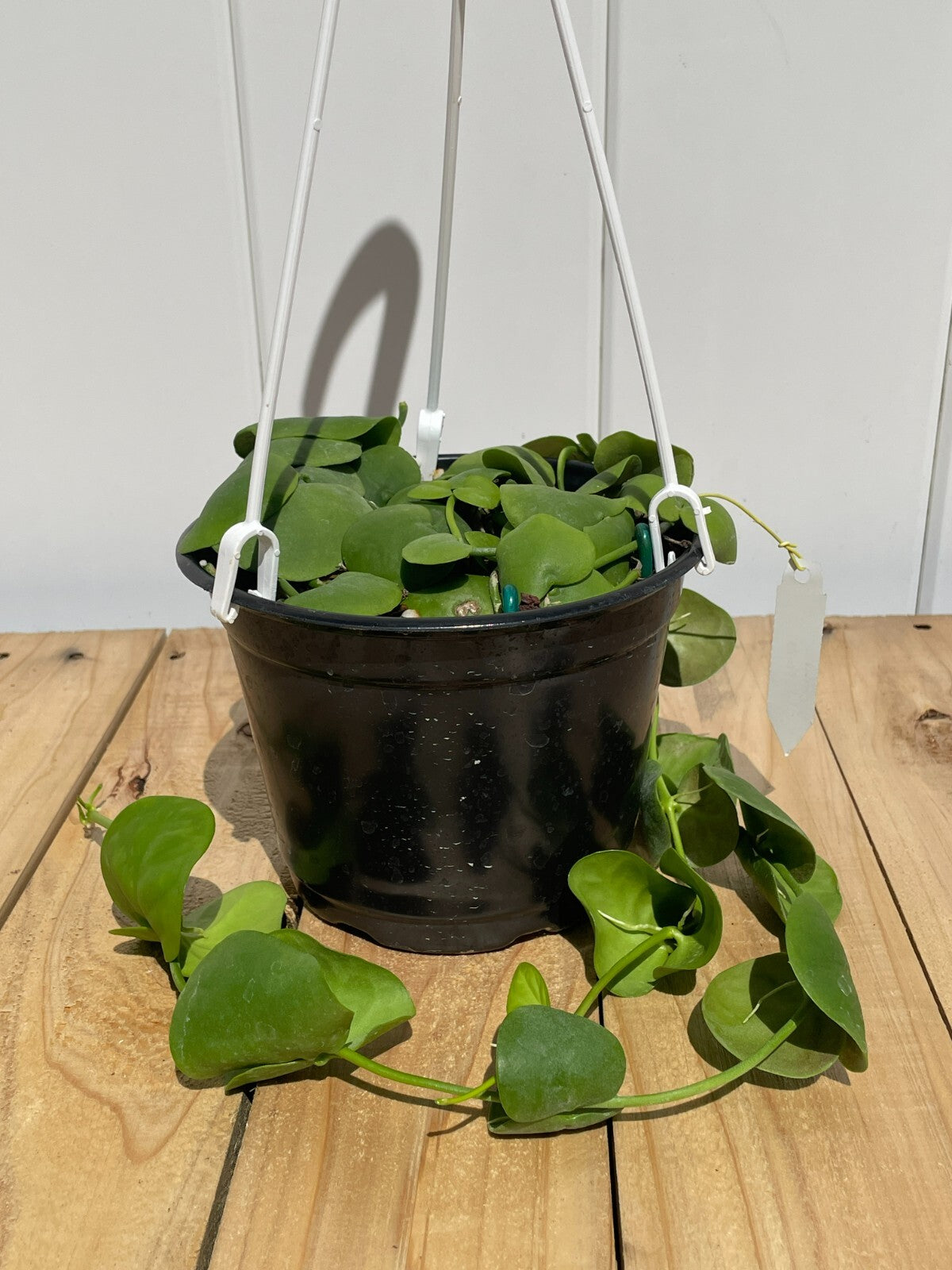 Dischidia Platyphylla - 6” Hanging Basket Pot- Super Healthy!! (1)