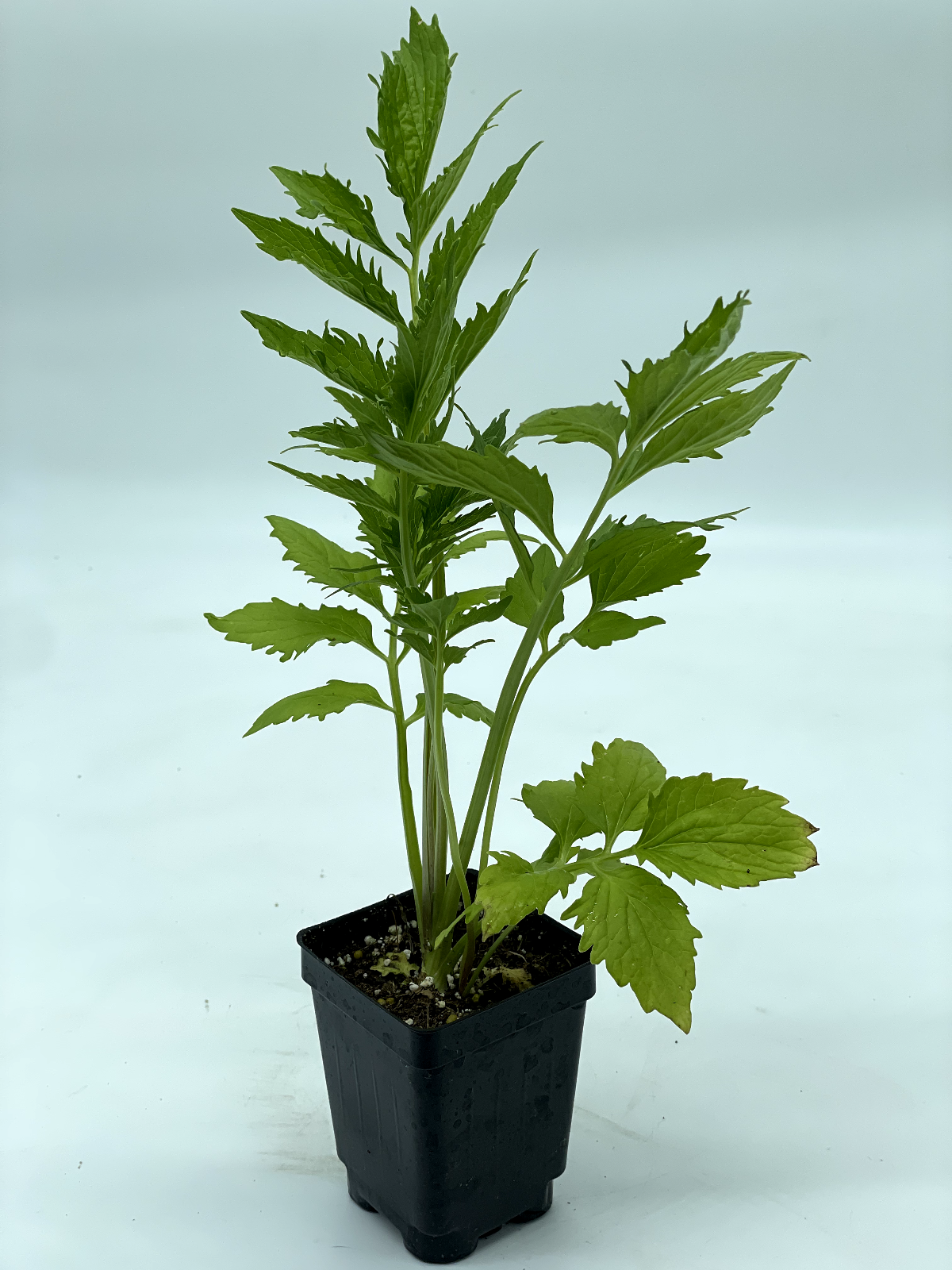 Valerian 3" Live Starter Plant - Valeriana officinalis - Cats and Naps!