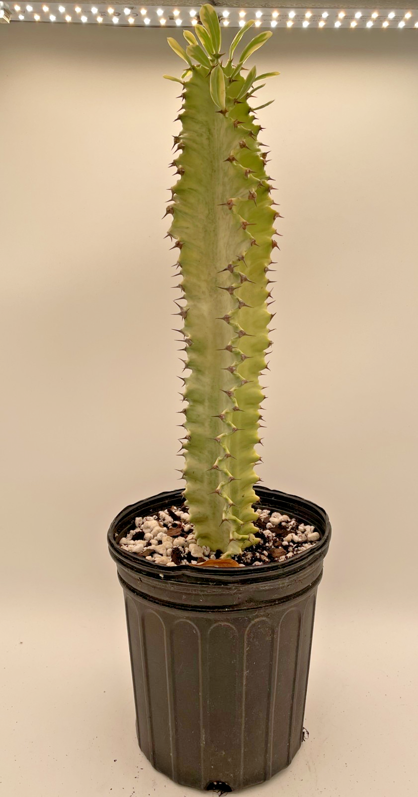 Euphorbia Ammak Variegata - In Gallon Pot - Super Healthy! No Ship to Cali Or AZ