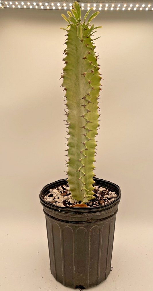 Euphorbia Ammak Variegata - In Gallon Pot - Super Healthy! No Ship to Cali Or AZ