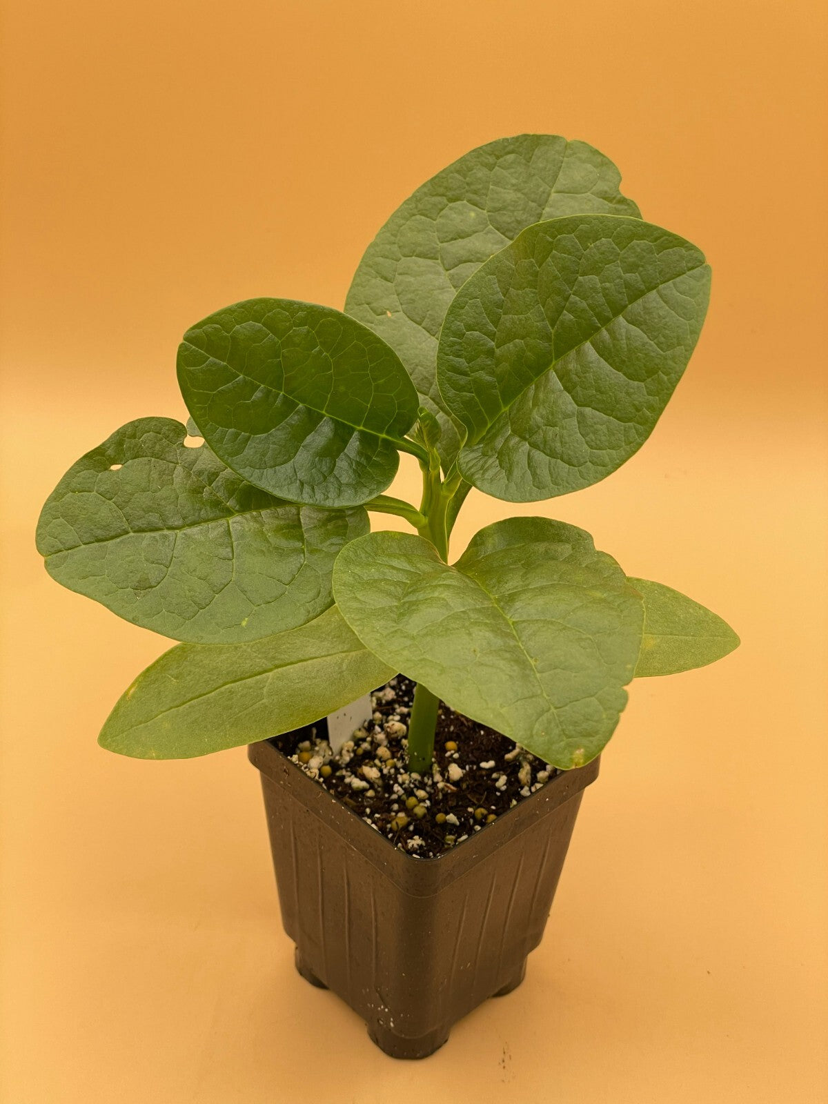 Malabar Spinach Green Live Plant 3" Starter Plant - Basella rubra Alba