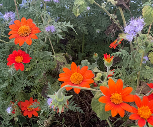Mexican Sunflower Live Plant 3" Starter Pot - Tithonia Rotundifolia